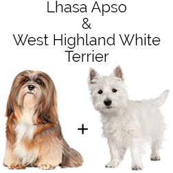 Westie Apso Dog